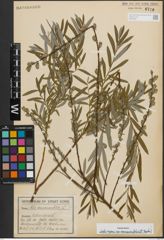 Foto von Salix repens subsp. rosmarinifolia (L.) Andersson